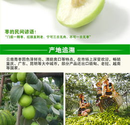 云南元謀 甜蜜滋味，新鮮直達——蜜棗與大青棗的味蕾盛宴