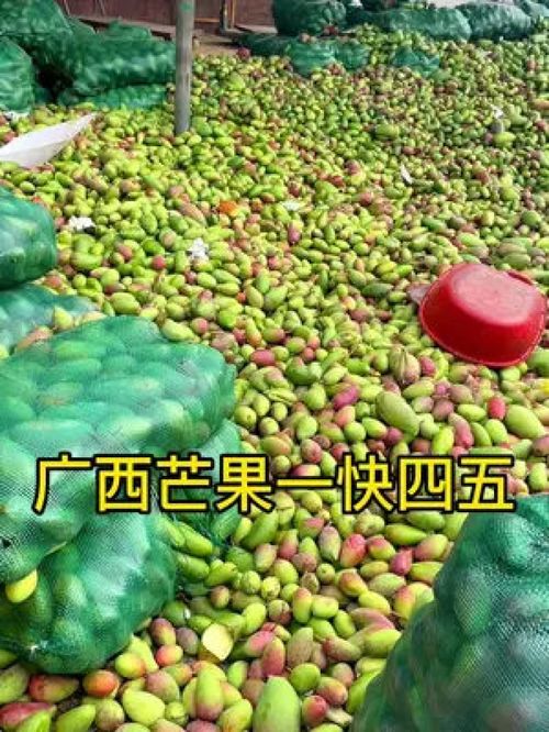 從枝頭到舌尖 百色金煌芒，新鮮應季的優質農產品