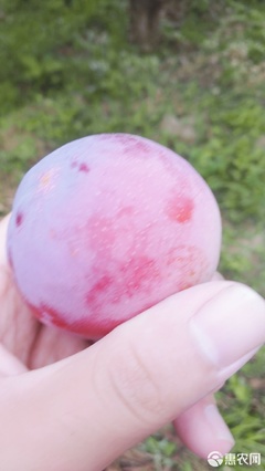 【農人直供】酸甜可口，一口咬下當季鮮！—— 原產地直發黃肉紅布林李子品鑒